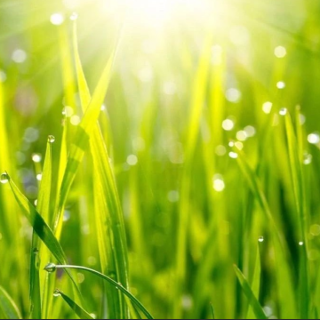 El Nino ógnar hrísgrjónaframleiðslu, verð á hrísgrjónaútflutningi í mörgum lö...